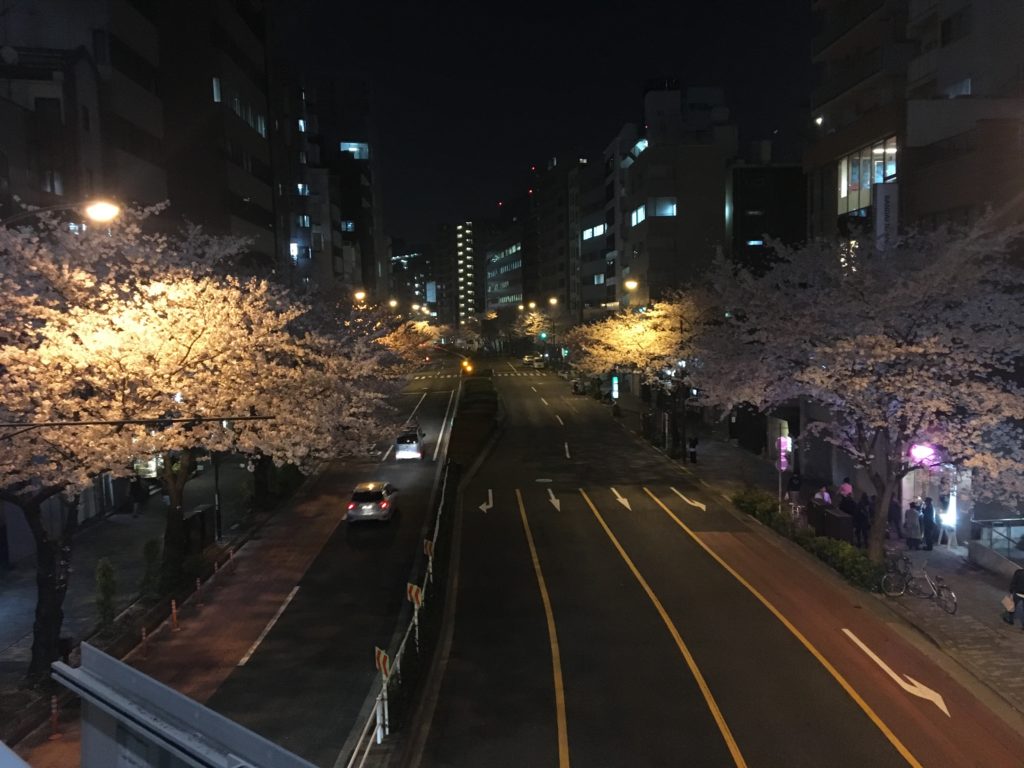 夜桜の写真2