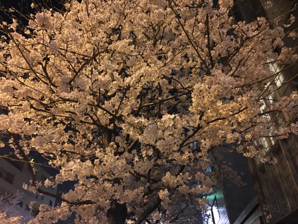 夜桜の写真4