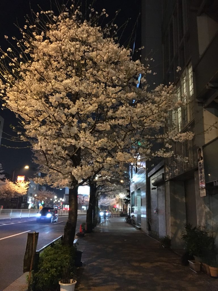 夜桜の写真3