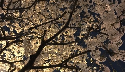 【夜桜】明治通りの桜は夜も魅力的！