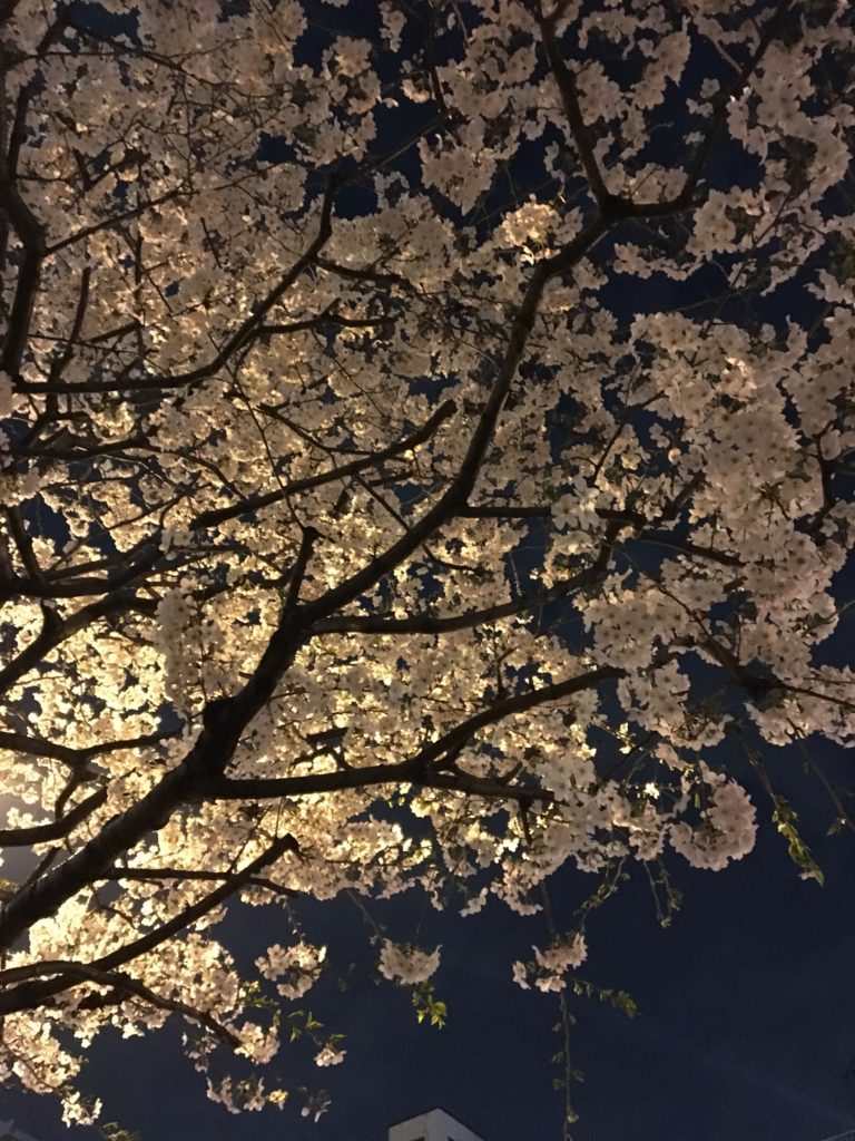 夜桜の写真5