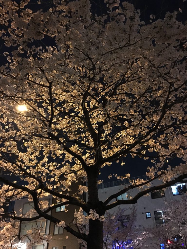夜桜の写真6